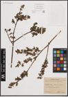 Foto von Salix cinerea L. x Salix nigricans Sm.